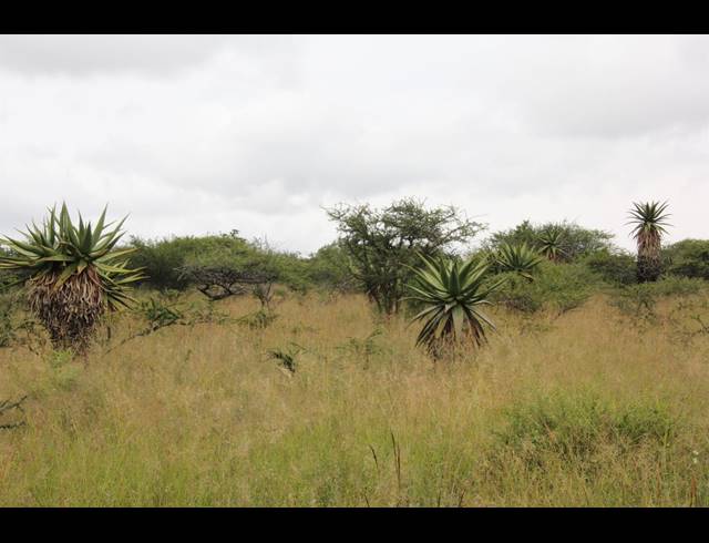 23HA VACANT LAND FOR SALE IN BENDOR